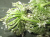 Thumbnail IMG_2995.JPG 