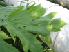 Thumbnail IMG_8062.JPG 