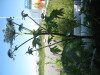Thumbnail IMG_8063.JPG 