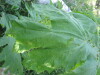 Thumbnail IMG_8064.JPG 