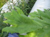 Thumbnail IMG_8065.JPG 