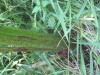 Thumbnail IMG_8066.JPG 