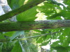 Thumbnail IMG_8067.JPG 