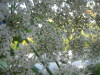 Thumbnail IMG_8068.JPG 