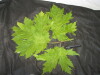 Thumbnail IMG_2543.JPG 