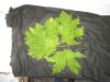 Thumbnail IMG_2544.JPG 