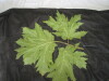 Thumbnail IMG_2546.JPG 