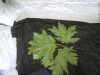 Thumbnail IMG_2547.JPG 