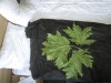 Thumbnail IMG_2548.JPG 