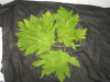 Thumbnail IMG_2549.JPG 