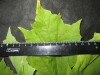 Thumbnail IMG_2551.JPG 