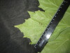 Thumbnail IMG_2552.JPG 