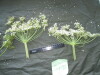 Thumbnail IMG_2554.JPG 