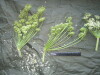Thumbnail IMG_2555.JPG 