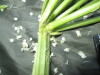 Thumbnail IMG_2556.JPG 