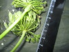 Thumbnail IMG_2558.JPG 