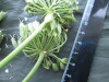 Thumbnail IMG_2559.JPG 