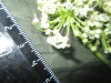 Thumbnail IMG_2560.JPG 