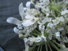 Thumbnail IMG_2561.JPG 