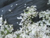 Thumbnail IMG_2562.JPG 