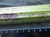 Thumbnail IMG_2563.JPG 