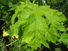 Thumbnail IMG_8071.JPG 