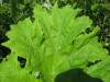 Thumbnail IMG_8072.JPG 