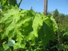 Thumbnail IMG_8073.JPG 