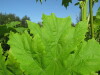 Thumbnail IMG_8074.JPG 