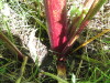 Thumbnail IMG_8076.JPG 