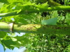 Thumbnail IMG_8077.JPG 