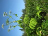 Thumbnail IMG_8078.JPG 