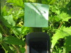 Thumbnail IMG_8081.JPG 