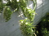 Thumbnail IMG_8085.JPG 