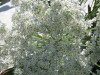 Thumbnail IMG_8086.JPG 