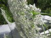 Thumbnail IMG_8088.JPG 