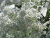 Thumbnail IMG_8089.JPG 