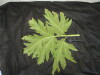 Thumbnail IMG_2573.JPG 