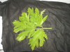 Thumbnail IMG_2574.JPG 