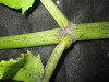 Thumbnail IMG_2576.JPG 