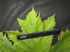 Thumbnail IMG_2577.JPG 