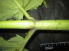 Thumbnail IMG_2579.JPG 