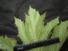 Thumbnail IMG_2580.JPG 
