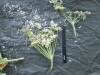 Thumbnail IMG_2581.JPG 