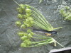 Thumbnail IMG_2582.JPG 