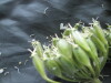 Thumbnail IMG_2584.JPG 