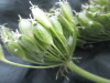Thumbnail IMG_2586.JPG 