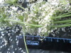 Thumbnail IMG_2588.JPG 