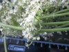 Thumbnail IMG_2589.JPG 