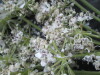Thumbnail IMG_2590.JPG 